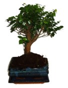 Pokojová bonsai - Sagerethia thea 299